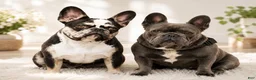French Bulldog dogs for sale: Dolly - Ad 4