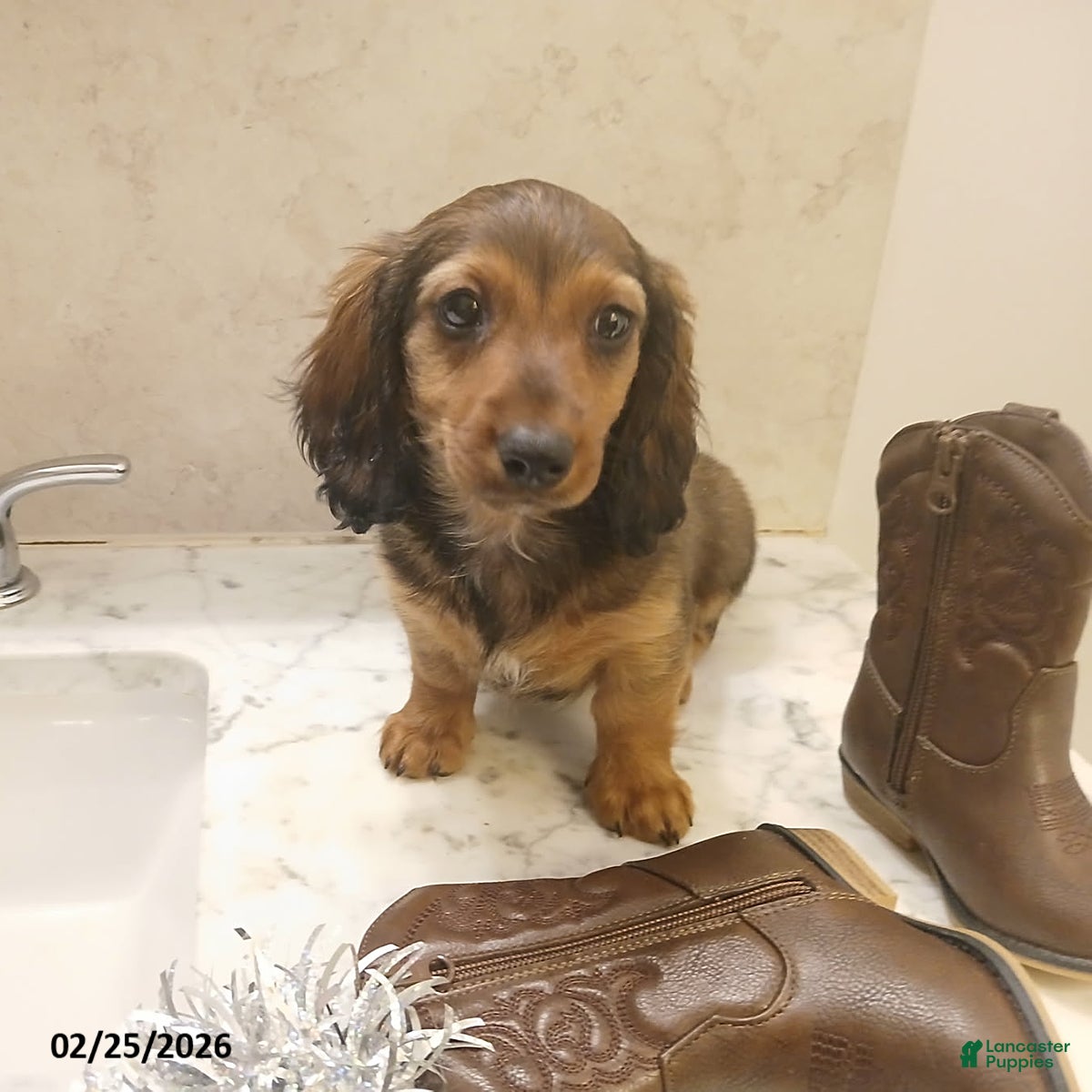 Miniature Dachshund dogs Honeybear - Ad 2