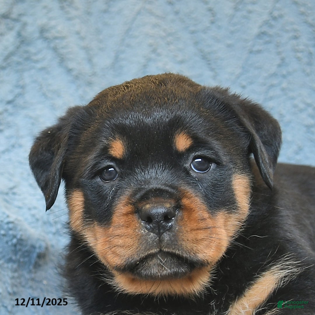 Rottweiler dogs for sale: River  - Ad 5