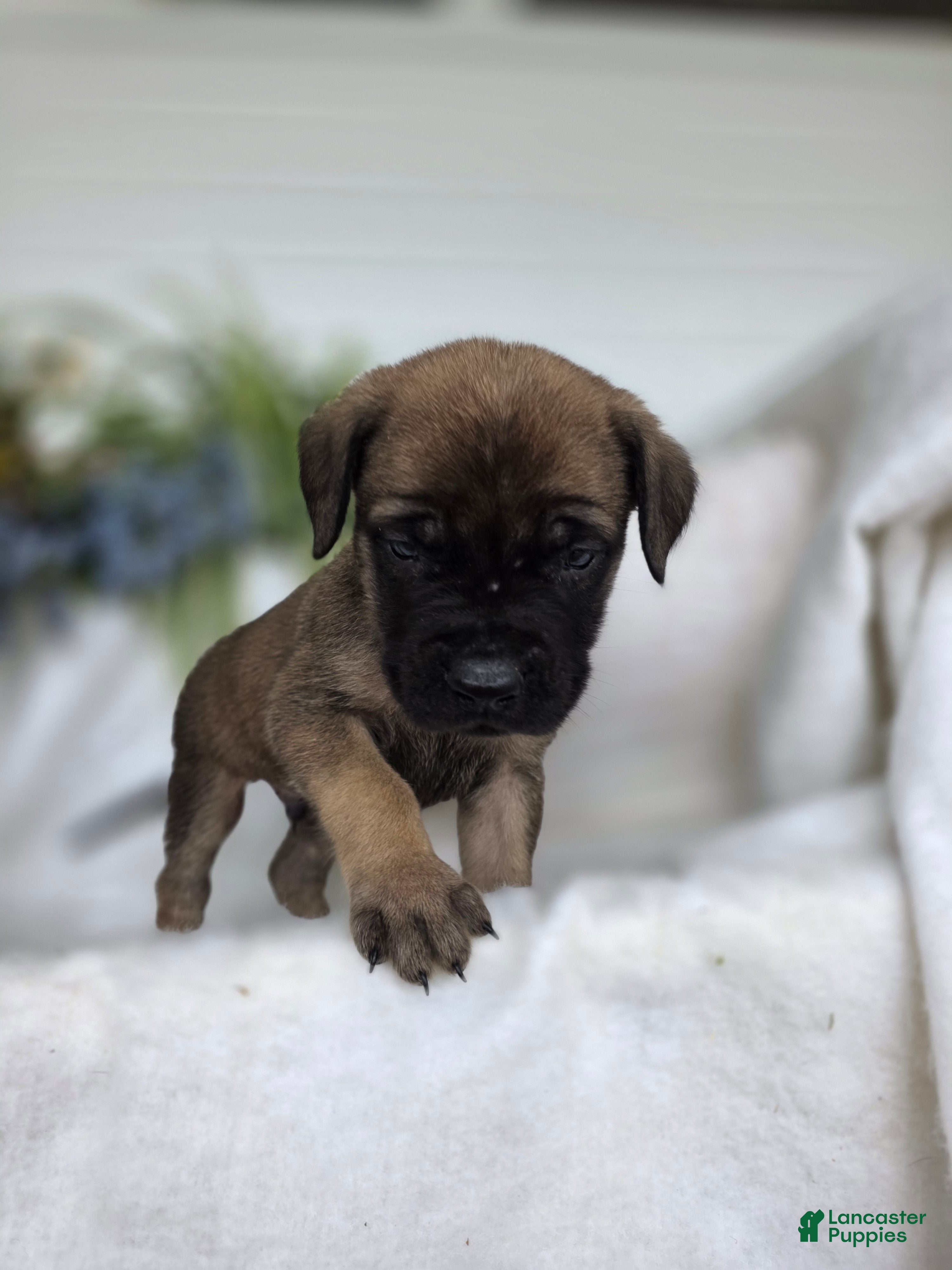 English Mastiff dogs Jeremy - Ad 9