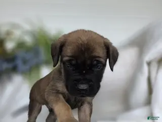 English Mastiff dogs Jeremy - Ad 6