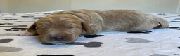 Labradoodle dogs for sale: Fresca - Ad 8