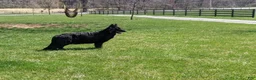 German Shepherd dogs for sale: Christy - Ad 8