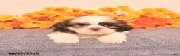 Shih Tzu dogs for sale: Linette - Ad 1