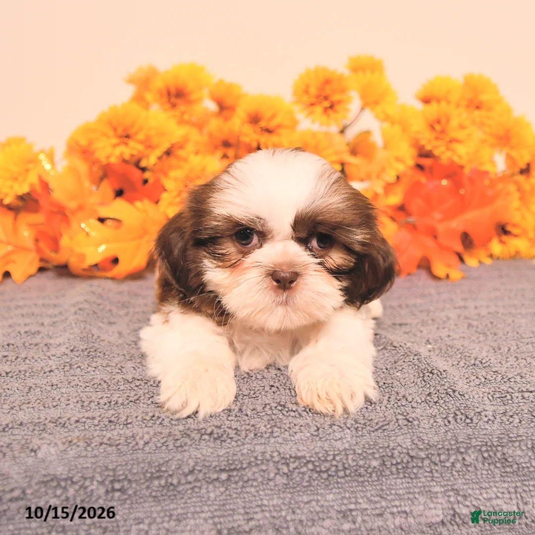 Shih Tzu dogs for sale: Linette - Ad 1
