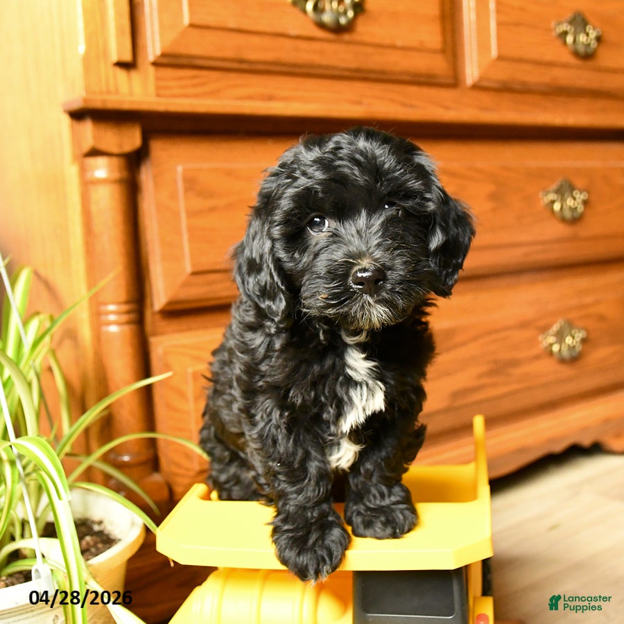 Havapoo dogs Bouncer - Ad 1