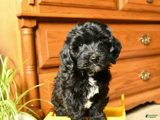 Havapoo dogs for sale: Bouncer - Ad 1