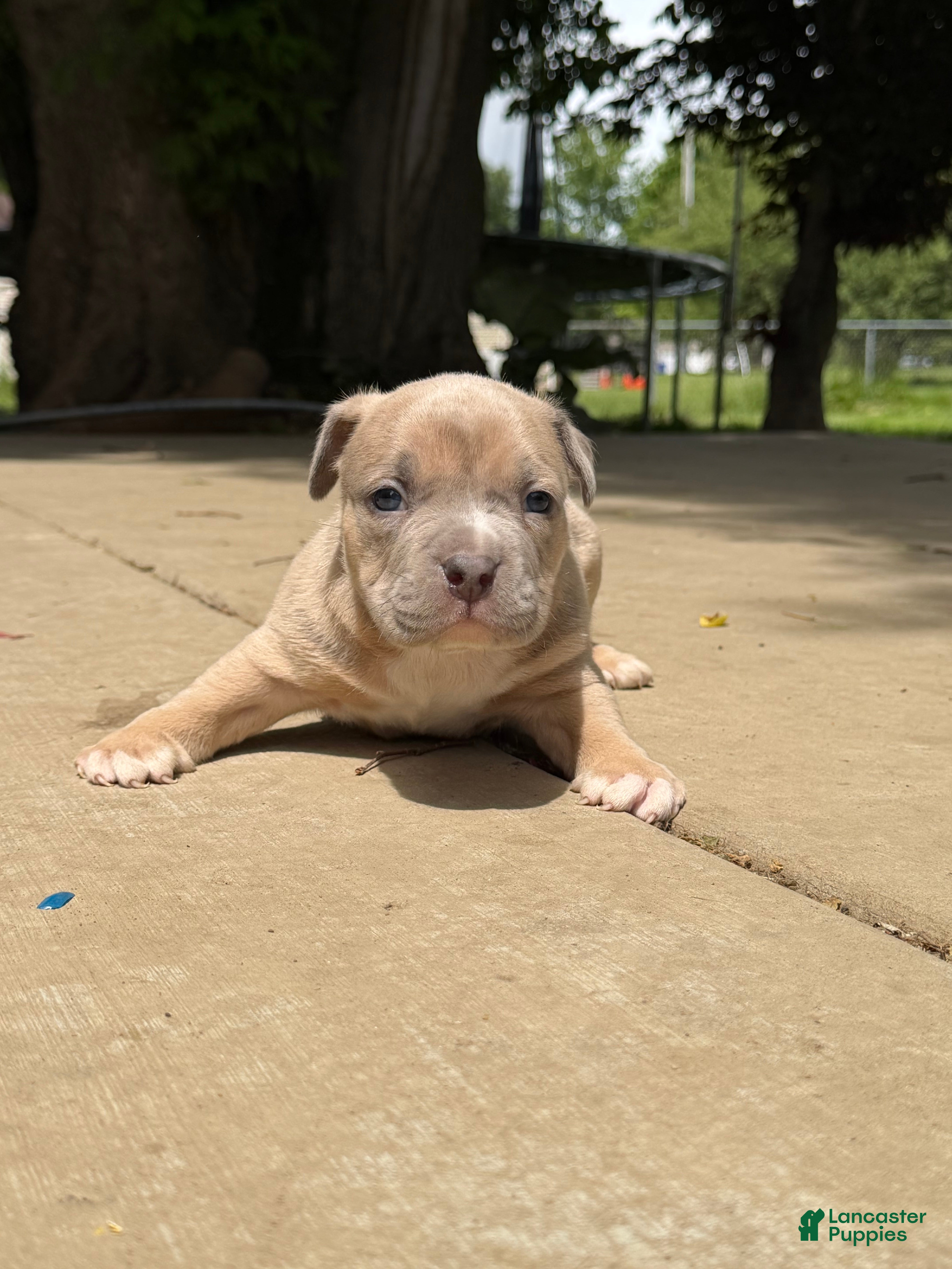 American Bully dogs American Bully 1 - Ad 2