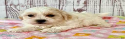 Teddy Bear dogs for sale: Tender heart Bear - Ad 4