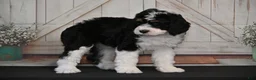 Bernedoodle dogs for sale: Brandy - Ad 2