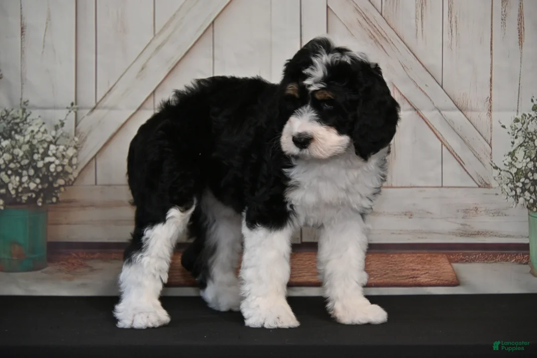 Bernedoodle dogs for sale: Brandy - Ad 2