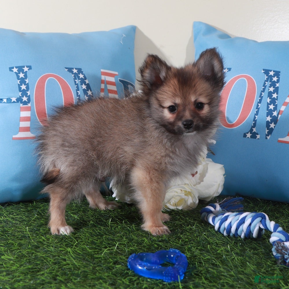 Pomeranian dogs Tank-Handsome Little ACA Pomeranian Puppy - Ad 1