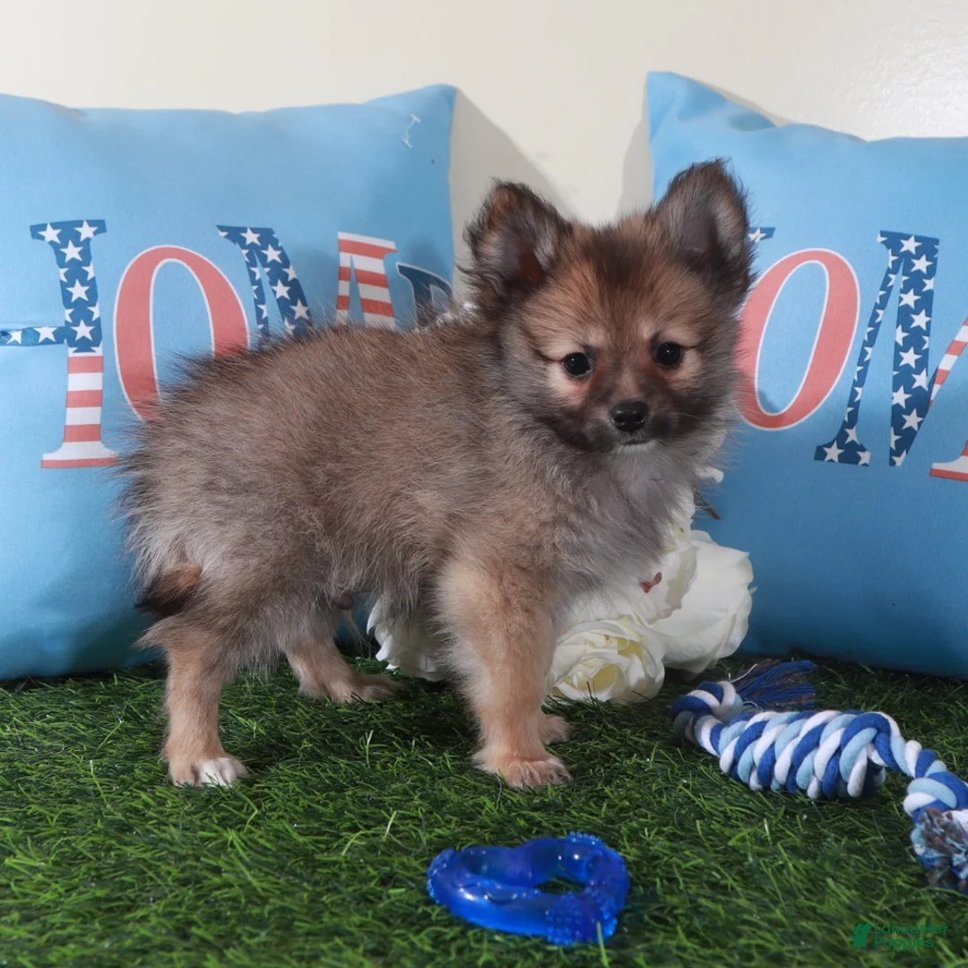 Pomeranian dogs for sale: Tank-Handsome Little ACA Pomeranian Puppy - Ad 1