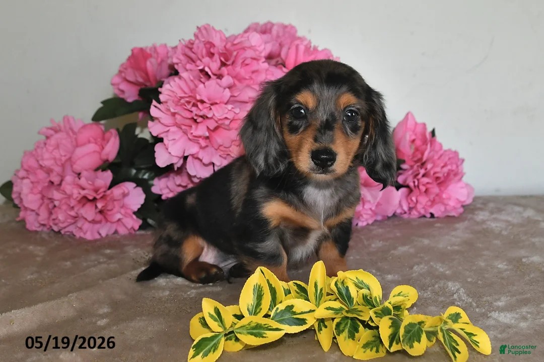 Miniature Dachshund dogs for sale: Bingo - Ad 2