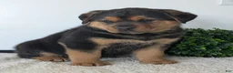 Mixed Breed dogs for sale: Finn - Ad 20