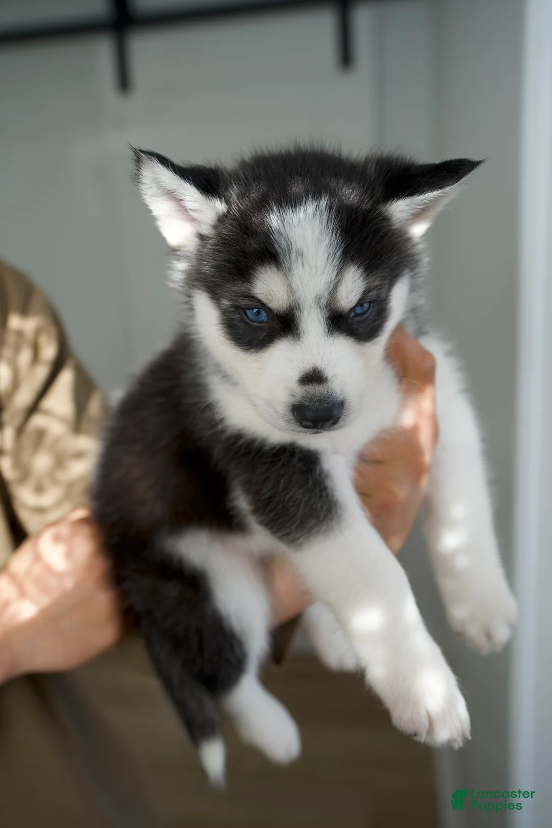 Mixed Breed dogs for sale: Hearty - Ad 2