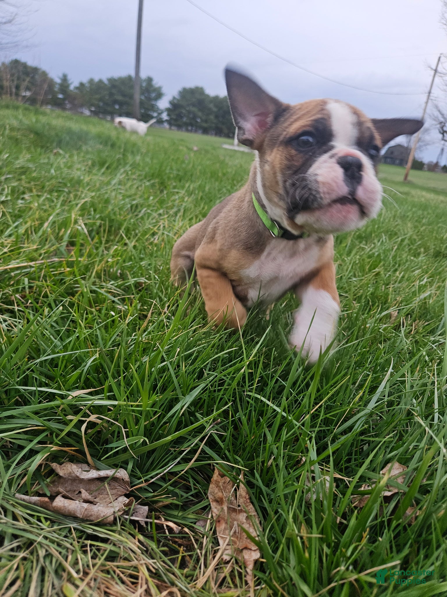 Olde English Bulldogge dogs Provolone  - Ad 2
