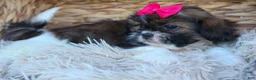 Shih Tzu dogs for sale: STELLA - Ad 7