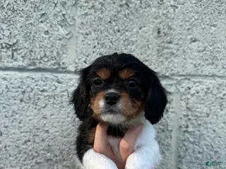 Cavapoo dogs Cavapoo Puppy 3 - Ad 31