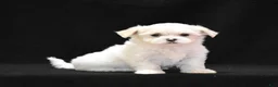 Maltese dogs for sale: Emmy - Ad 7