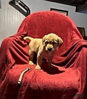 Goldador dogs Ava - Ad 5