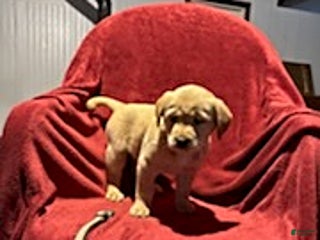 Goldador dogs Ava - Ad 31