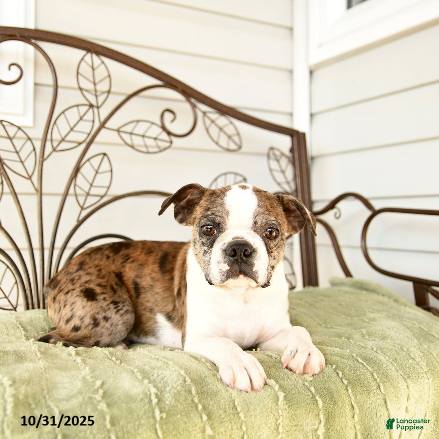 Boston Terrier dogs Dash - Ad 2