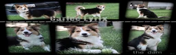 Miniature Australian Shepherd dogs for sale: Bugle - Ad 3