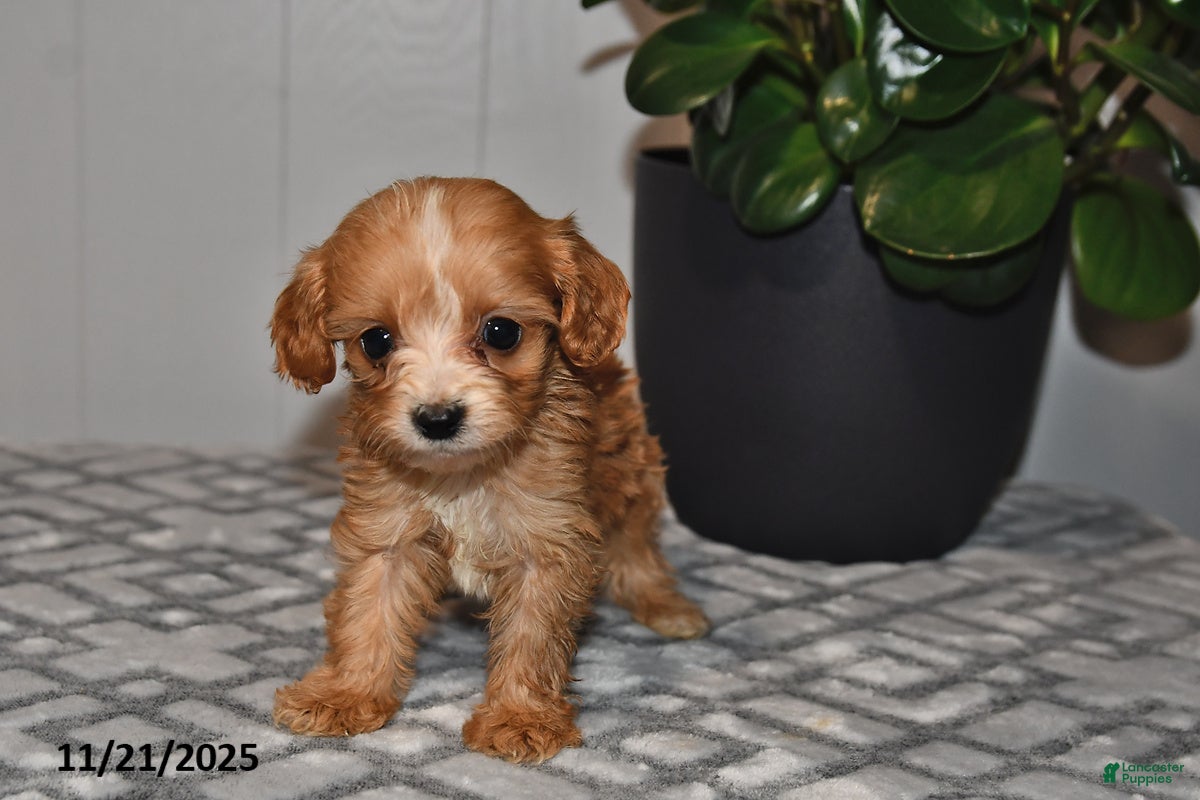 Cavapoo dogs Evan - Ad 3