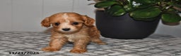 Cavapoo dogs for sale: Evan - Ad 1