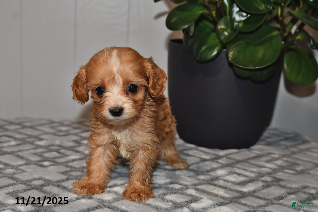 Cavapoo dogs for sale: Evan - Ad 1