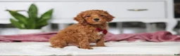 Mini Goldendoodle dogs for sale: Brodie - Ad 4