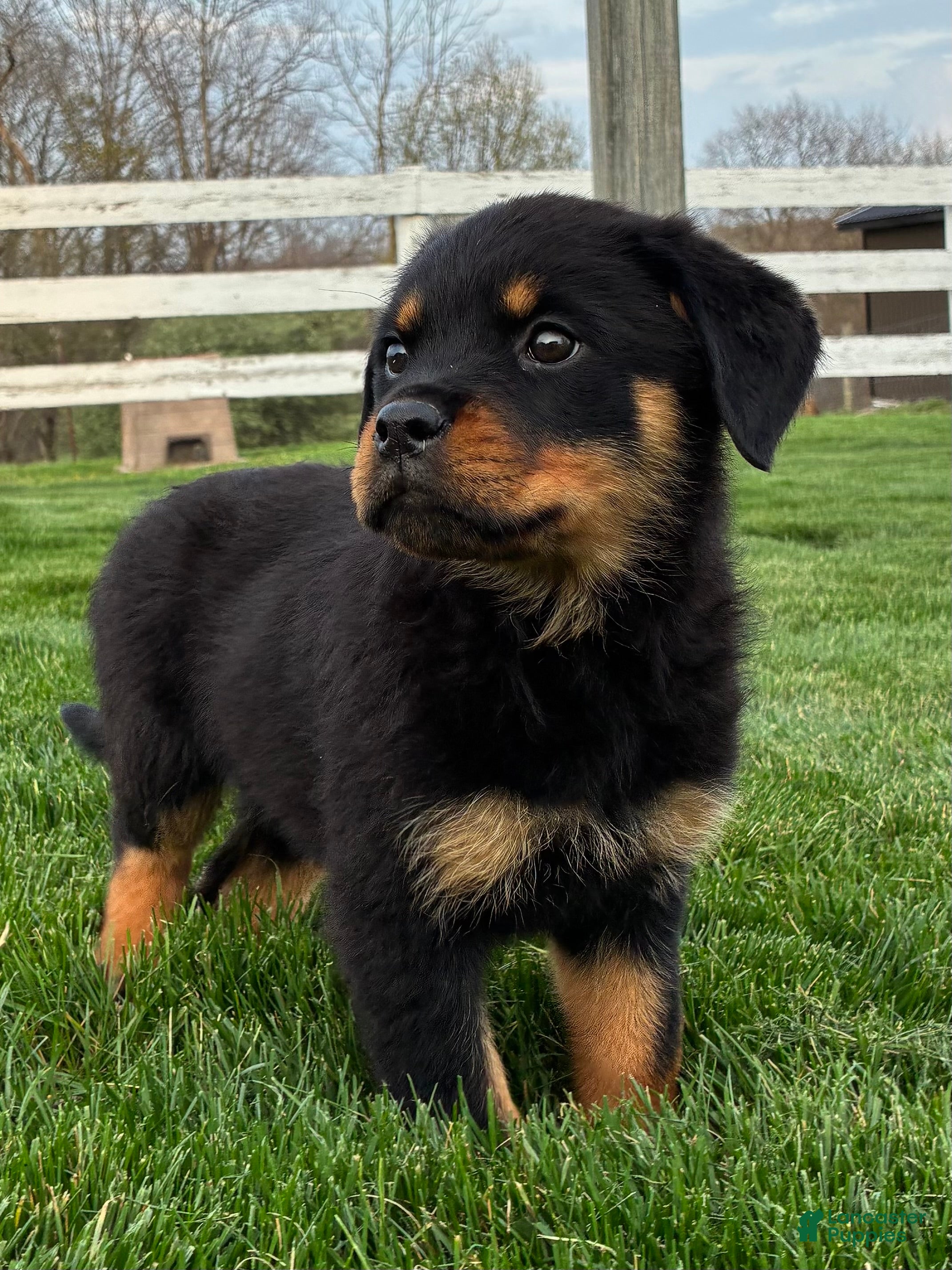 Rottweiler dogs Brianna - Ad 2