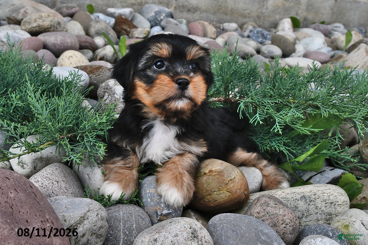 Shorkie dogs Shelli - Ad 1