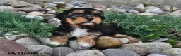Shorkie dogs for sale: Shelli - Ad 1