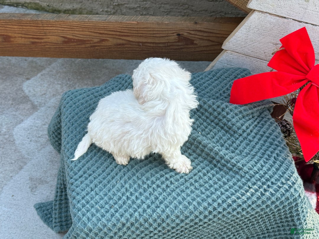 Bichpoo dogs for sale: Angel - Ad 3