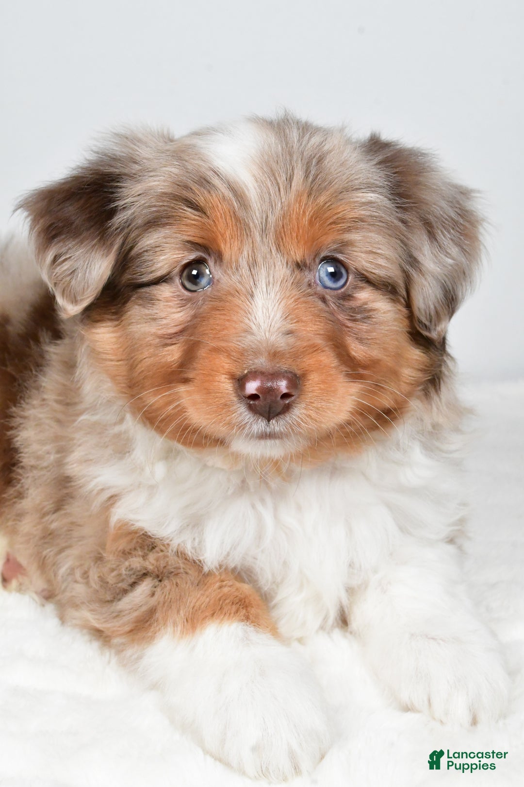 Miniature Australian Shepherd dogs for sale: Rita - Ad 8