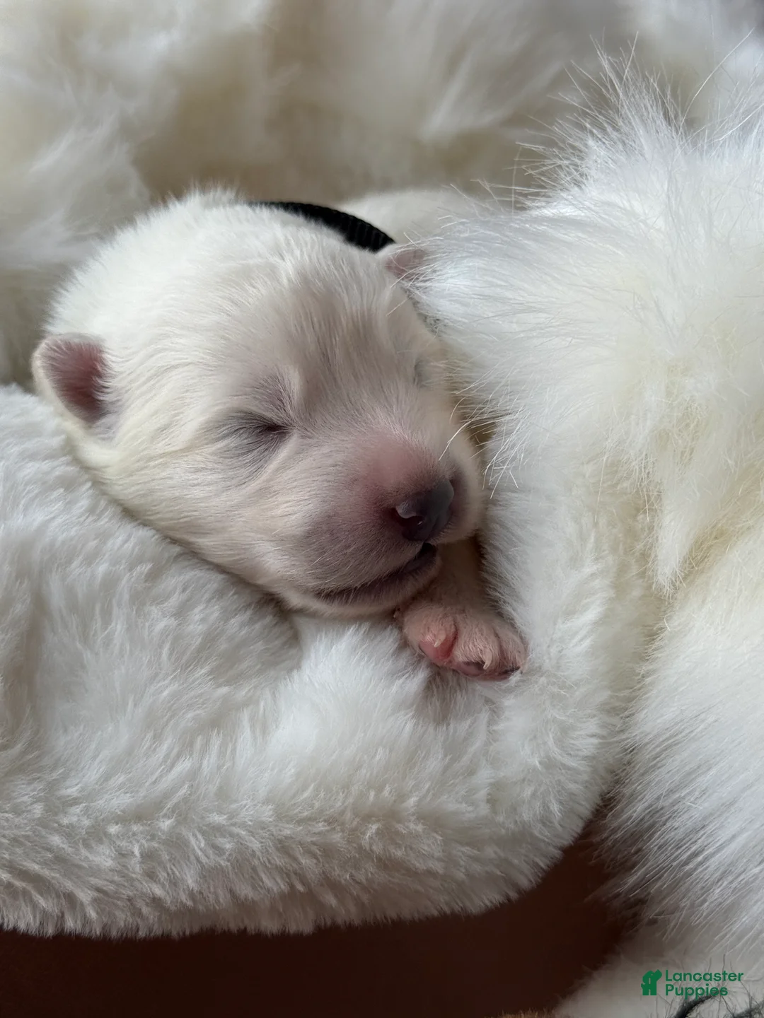 Samoyed dogs for sale: Black - Ad 5
