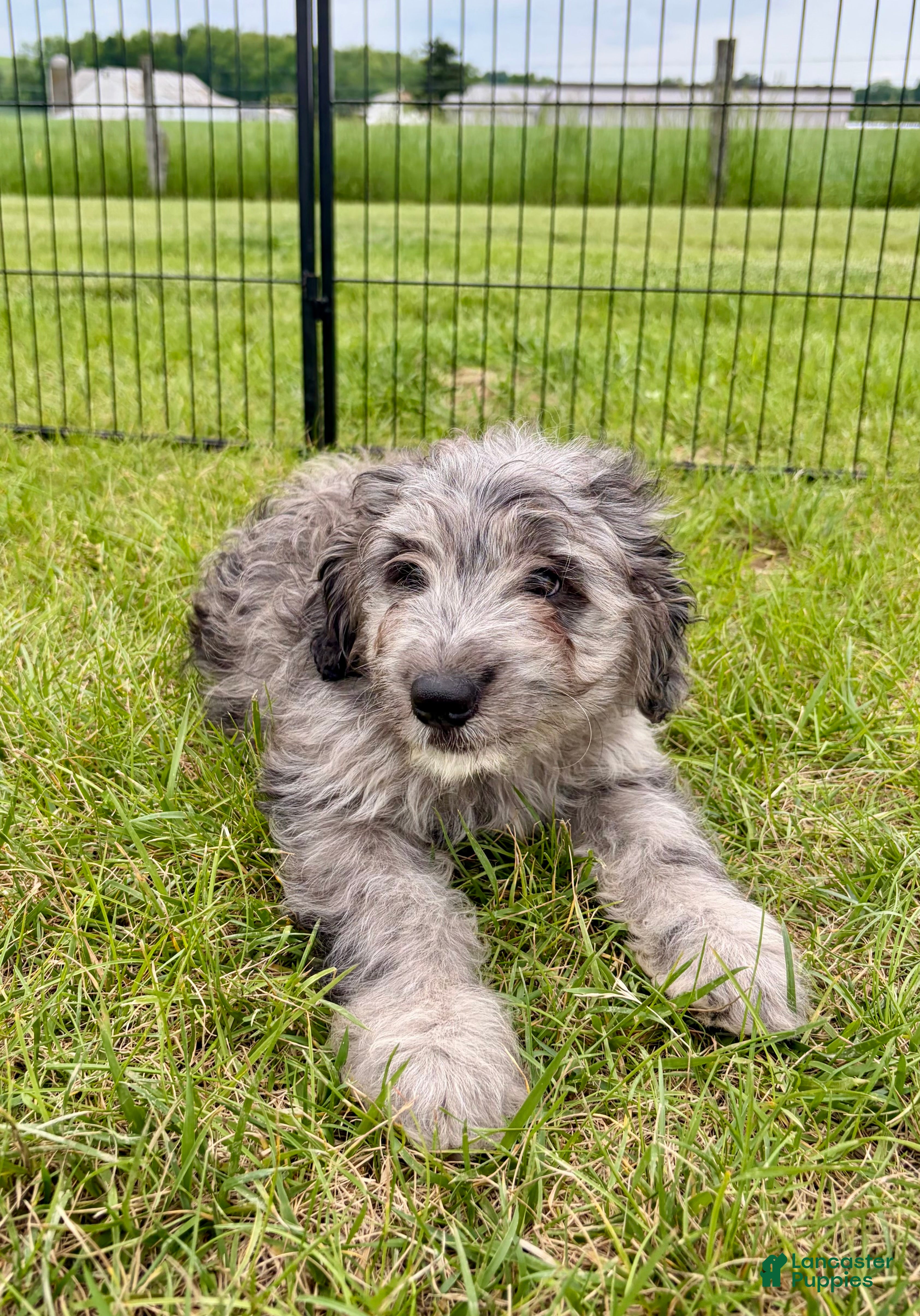 Mini Goldendoodle dogs Grover - Ad 2