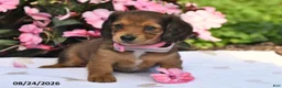 Miniature Dachshund dogs for sale: Sarah - Ad 4
