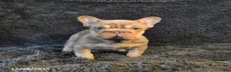 French Bulldog dogs for sale: Lorie - Ad 4