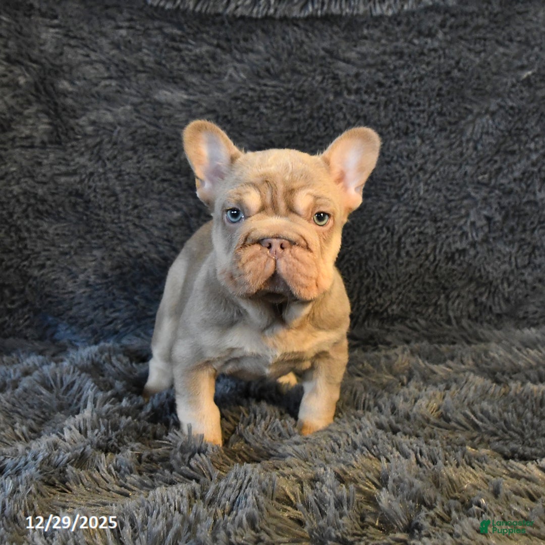 French Bulldog dogs for sale: Lorie - Ad 4