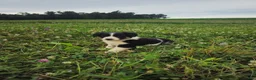 Border Collie dogs for sale: Jake - Ad 3