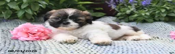 Shih Tzu dogs for sale: Oscar - Ad 5