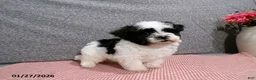 Havanese dogs for sale: Cookie - Ad 4