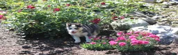 Siberian Husky dogs for sale: Trixie  - Ad 3