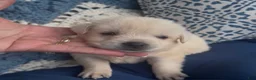 Labrador Retriever dogs for sale: Labrador Retriever 1 - Ad 5