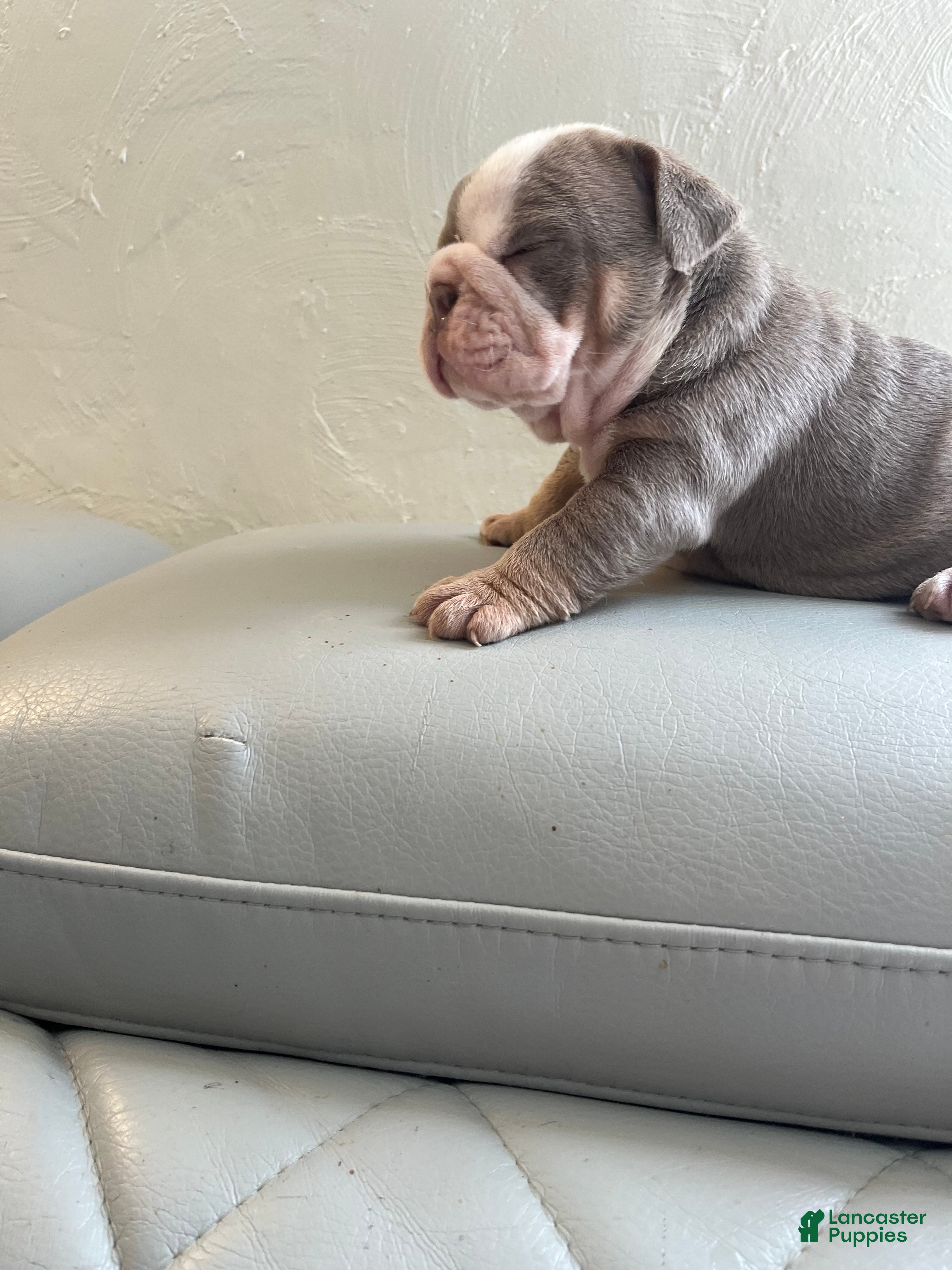 English Bulldog dogs English Bulldog 1 - Ad 19