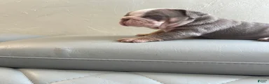 English Bulldog 1