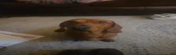 Dachshund dogs for stud: Frankie - Ad 2